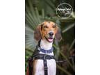 Adopt Buckshot a Foxhound, Hound