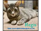 Adopt Regis a Domestic Short Hair