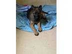 Adopt Kevlar (12wk PUPPY) a German Shepherd Dog, Belgian Shepherd / Malinois