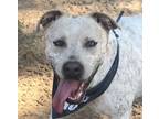 Adopt Domino a Australian Shepherd, Australian Cattle Dog / Blue Heeler
