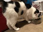 Adopt OREO - Offered by Owner- Young Adult Male a Domestic Medium Hair