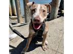 Adopt Tango a Pit Bull Terrier