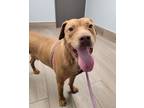 Adopt Reno a Labrador Retriever