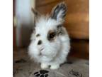 Adopt Ollie a Lionhead