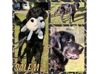 Adopt Salem a Flat-Coated Retriever