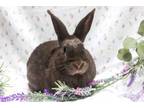 Adopt Equinox a Bunny Rabbit