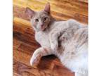 Adopt Robbie a American Shorthair