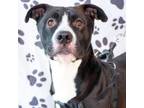 Adopt Yazu a Pit Bull Terrier