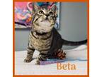 Adopt Beta a Tiger