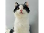 Adopt Dale a Domestic Short Hair