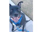 Adopt Tucker a Terrier, Black Labrador Retriever