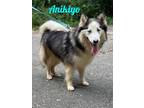 Adopt Anikiyo a Husky