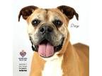 Adopt Diego Boxer a Boxer