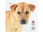 Adopt Saint a Shar-Pei, Terrier