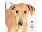 Adopt Jude a Labrador Retriever, Terrier