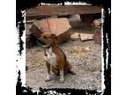 Adopt Quill a Boxer, Australian Cattle Dog / Blue Heeler