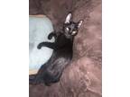 Adopt Bundy a Domestic Short Hair