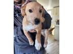 Adopt Rusty a Yellow Labrador Retriever