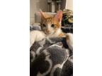 Adopt Hermes a Domestic Short Hair, Tabby