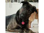 Adopt Handala a German Shepherd Dog, Labrador Retriever