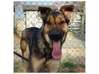 Adopt Oscar a German Shepherd Dog