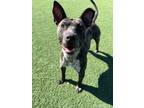Adopt Butch a Pit Bull Terrier