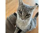 Adopt Majestic a American Shorthair