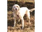 Adopt TJ a English Setter