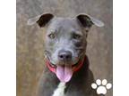 Adopt Poi a American Staffordshire Terrier