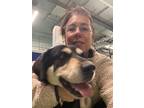 Adopt Marvelous Marcus a Greater Swiss Mountain Dog