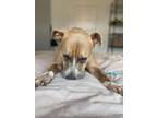 Adopt Vegas a Pit Bull Terrier