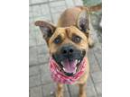 Adopt Mango a Boxer