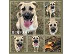 Adopt Hotrod CFS# 230095396 a Anatolian Shepherd