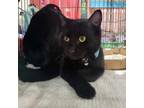 Adopt Obsidian "Sid" a Domestic Short Hair