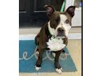 Adopt River a American Staffordshire Terrier