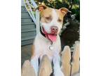 Adopt Aero a Pit Bull Terrier, American Staffordshire Terrier