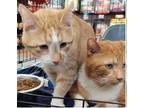 Adopt WESTYN & ALBERT a Domestic Medium Hair