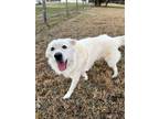 Adopt Forrest a Great Pyrenees