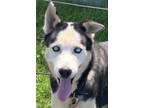 Adopt BRAD PITT a Husky