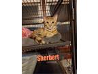 Adopt Sherbert a American Shorthair