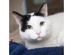 Adopt Wallaby a Domestic Short Hair