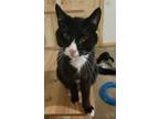 Adopt Lyle a Domestic Short Hair