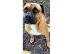Adopt Mickey a Boxer, Pit Bull Terrier