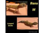 Adopt Reno a Gecko
