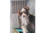 Adopt Fonz a Chinese Crested Dog
