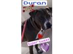 Adopt Duran Duran a Labrador Retriever, American Staffordshire Terrier