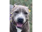 Adopt CHEESE a American Staffordshire Terrier
