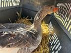 Adopt Kai a Goose