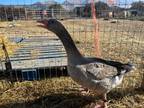 Adopt Reese a Goose