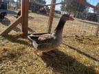 Adopt Billie a Goose